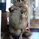 Illustration for article titled The Worlds Most Awkward Taxidermy